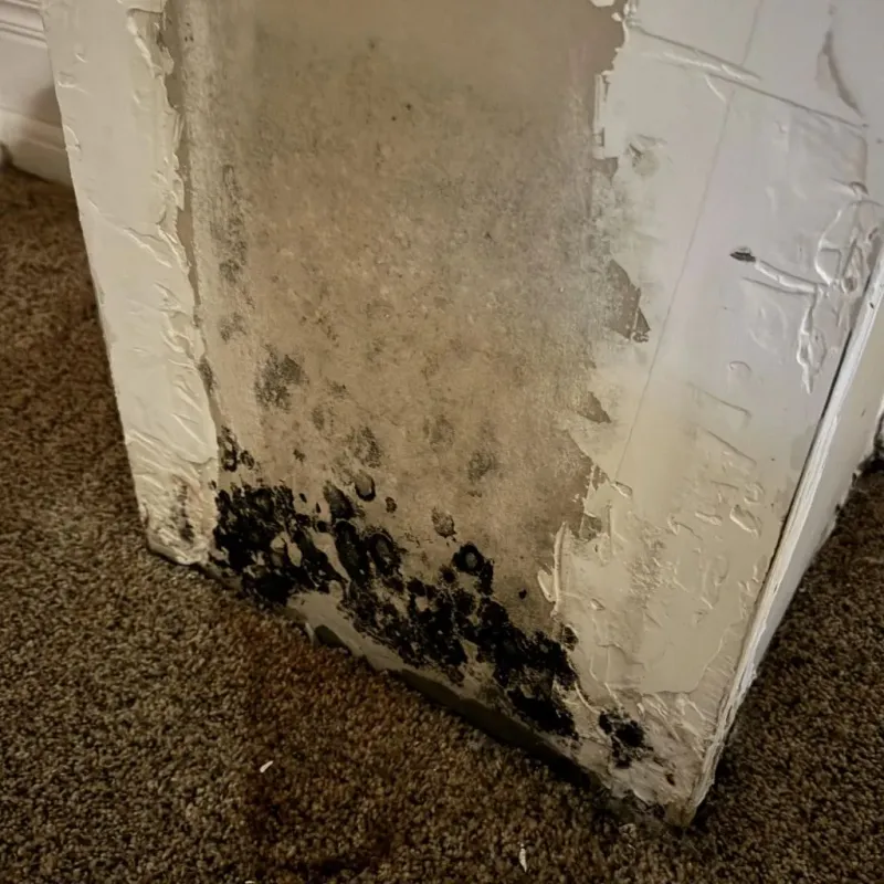 Professional Mold Removal in Port Neches, TX